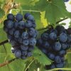 Bio-Weinrebe Buffalo blau