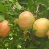 Bio-Granatapfel