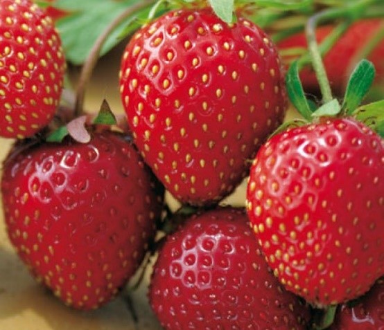 Erdbeere Honeoye 