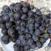 Bio-Weinrebe Isabella