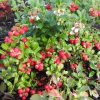 Bio-Preiselbeere