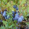 Bio-Rauschbeere