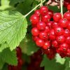 Bio-Ribes Rote Ribisel Rolan