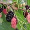 Bio-Maulbeere Rot
