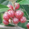 Bio-Ölweide Korallenölweide Serinus