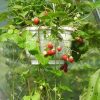 Bio-Spalier-Klettererdbeere Temptation