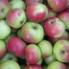 Bio-Apfel Kronprinz Rudolf