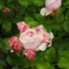 Bio-Kletterrose Giardina