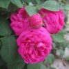 Bio-Strauchrose Rose de Resht