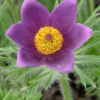 Bio-Kuhschelle Blaue Glocke
