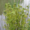 Bio-Königsfarn Purpurascens