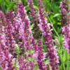 Bio-Garten-Salbei Rosakönigin