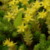 Bio-Sedum Scharfer Mauerpfeffer
