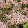 Bio-Sedum Tricolor