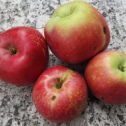 Bio-Apfel Julia