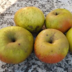 Bio-Apfel Landsberger Renette