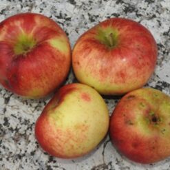 Bio-Apfel Prinz Albrecht von Preußen