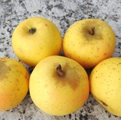 Bio-Apfel Renette von Breda