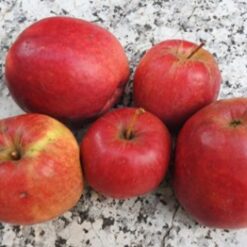 Bio-Apfel Rewena