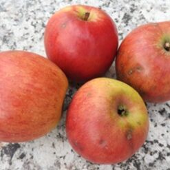 Bio-Apfel Roter Eiserapfel