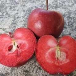 Bio-Apfel Roter Mond