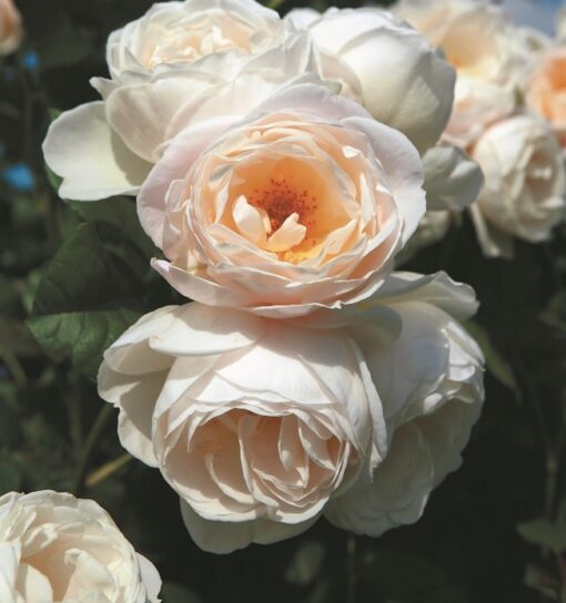 Kletterrose Uetersener Klosterrose