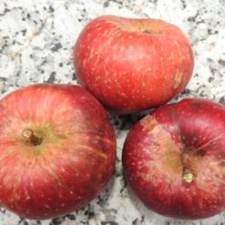 Bio-Apfel Altländer Pfannkuchenapfel