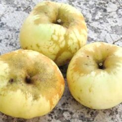 Bio-Apfel Antonowka