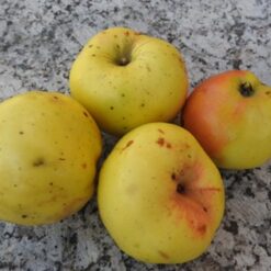 Bio-Apfel Riesenboikenapfel (= Boikenapfel)