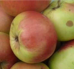 Bio-Apfel Brettacher Gewürzapfel