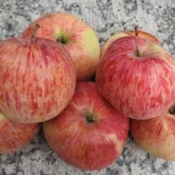 Bio-Apfel Charlamowsky