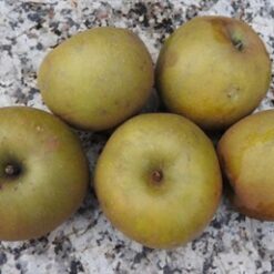 Bio-Apfel Damasonrenette