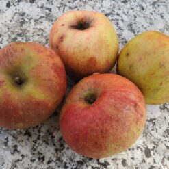 Bio-Apfel Hauxapfel
