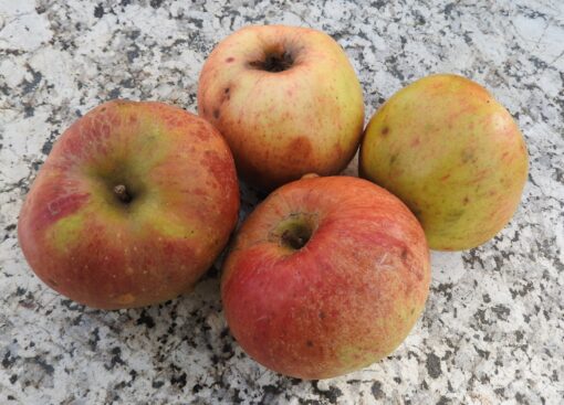 Bio-Apfel Hauxapfel