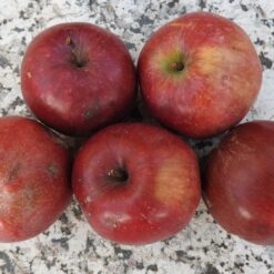 Bio-Apfel Himbeerapfel von Holovous