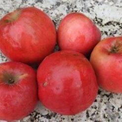 Bio-Apfel Ilzer Rosenapfel (= Weinler)