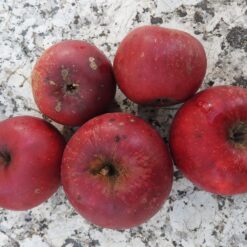 Bio-Apfel Ingrid Marie