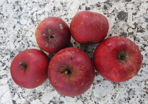 Bio-Apfel Ingrid Marie