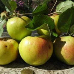 Bio-Apfel Jakob Lebel
