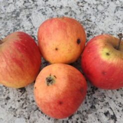 Bio-Apfel Kaiser Wilhelm