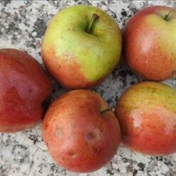 Bio-Apfel Krummstingl - Rheinischer Krummstiel