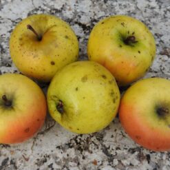 Bio-Apfel London Pepping