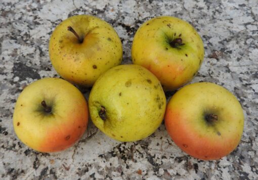 Bio-Apfel London Pepping