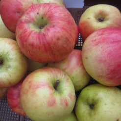 Bio-Apfel Maunzenapfel