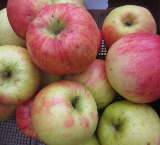 Bio-Apfel Maunzenapfel
