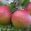 Bio-Apfel O.J. Ernst