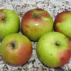 Bio-Apfel Plinaling (=Brünnerling)