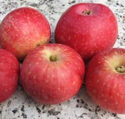 Bio-Apfel Purpurroter Cousinot