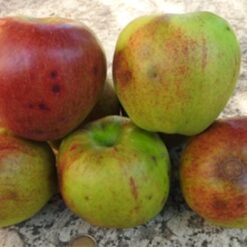 Bio-Apfel Reichenau 1