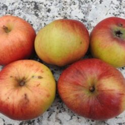 Bio-Apfel Rheinischer Winterrambour (= Schönster von Neckartal)